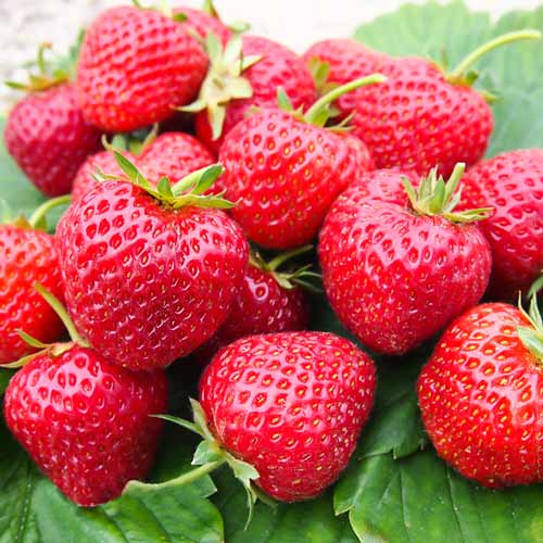 Все в наличии.Сбор до 5.06. Садовый питомник Ку**те**по**во Все в наличии.Сбор до 5.06. Садовый питомник Ку**те**по**во