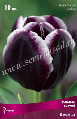 На осень! Тюльпан Триумф Джекпот Базовая цена: 273р за упаковку из 10шт На осень! Тюльпан Триумф Джекпот Базовая цена: 273р за упаковку из 10шт