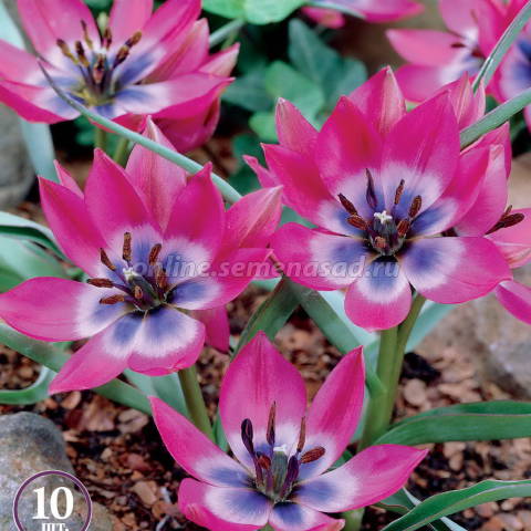 Тюльпан ботанический Литтл Бьюти. В полном роспуске цветы напоминают звездочки! Тюльпан ботанический Литтл Бьюти. В полном роспуске цветы напоминают звездочки!