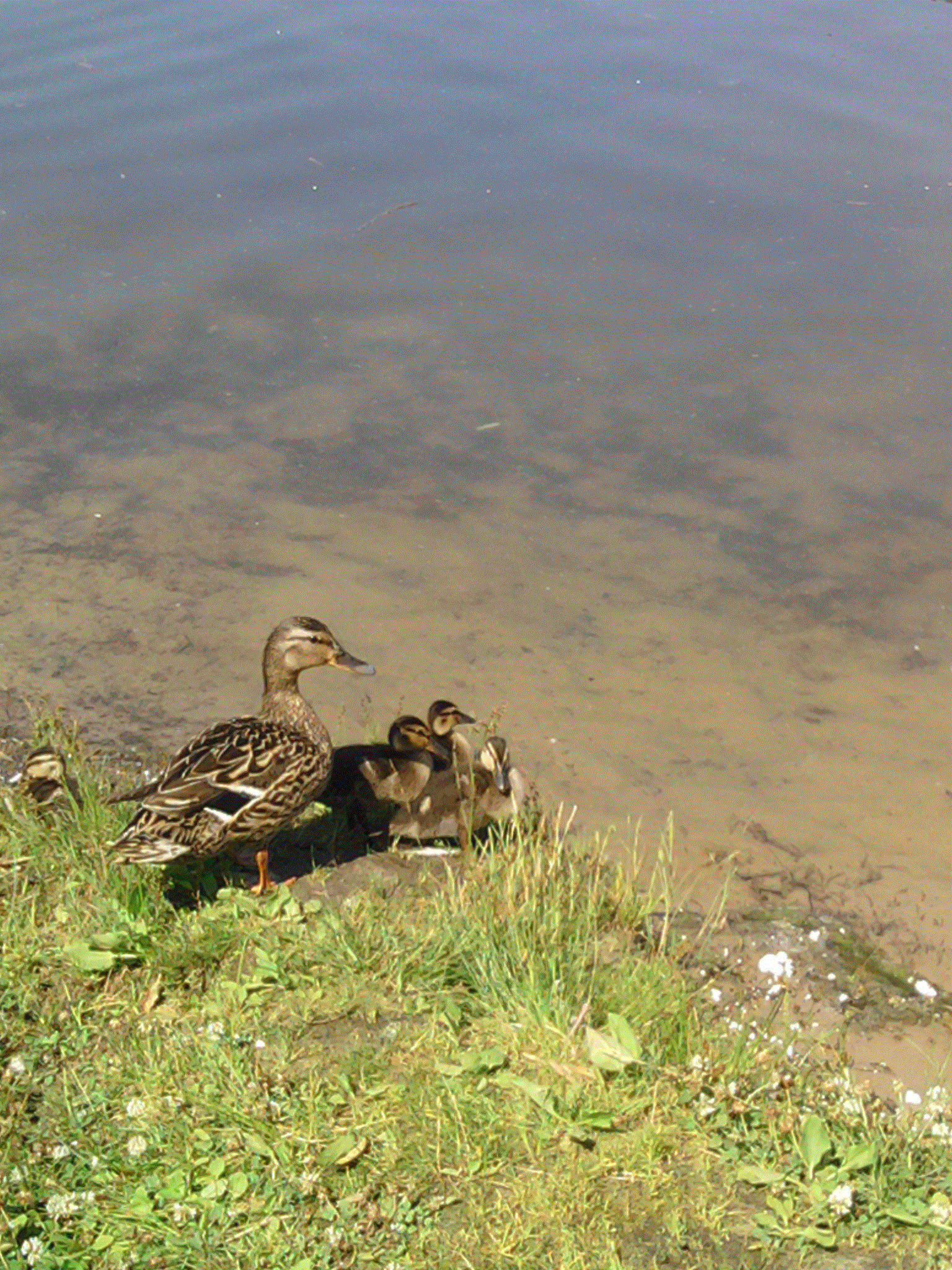 утка с утятами утка с утятами