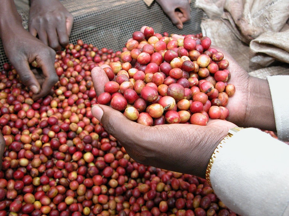 ПРОБУЕМ!!! Burundi Ngozi FW Arabica ИЗ АФРИКИ, КОТОРАЯ СЛАВИТСЯ ЭКОЛОГИЧЕСКИ ЧИСТЫМ КОФЕ, В АРОМАТЕ НОТКИ СМОРОДИНЫ, ТЕМНОГО ИЗЮМА И КАРАМЕЛИ! ПРОБУЕМ!!! Burundi Ngozi FW Arabica ИЗ АФРИКИ, КОТОРАЯ СЛАВИТСЯ ЭКОЛОГИЧЕСКИ ЧИСТЫМ КОФЕ, В АРОМАТЕ НОТКИ СМОРОДИНЫ, ТЕМНОГО ИЗЮМА И КАРАМЕЛИ!