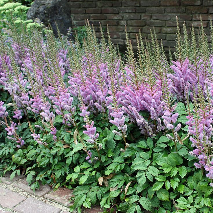 Полутень, грунтовые воды, засуха - этой красотке все нипочем! Полутень, грунтовые воды, засуха - этой красотке все нипочем!