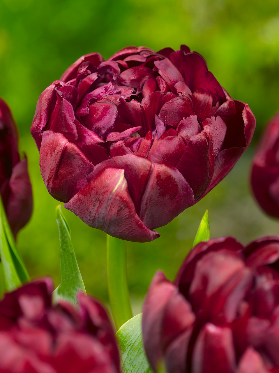 Тюльпан махровый поздний Анкл Том - надежный многолетник с прочными цветоносами, которым не страшен ни дождь, ни ветер Тюльпан махровый поздний Анкл Том - надежный многолетник с прочными цветоносами, которым не страшен ни дождь, ни ветер
