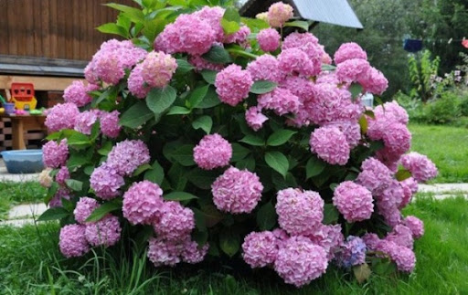 Сбор заказов. 9.07. Мамины Цветочки! Ягоды, многолетники, кустарники, Саженцы пиона -3 Сбор заказов. 9.07. Мамины Цветочки! Ягоды, многолетники, кустарники, Саженцы пиона -3