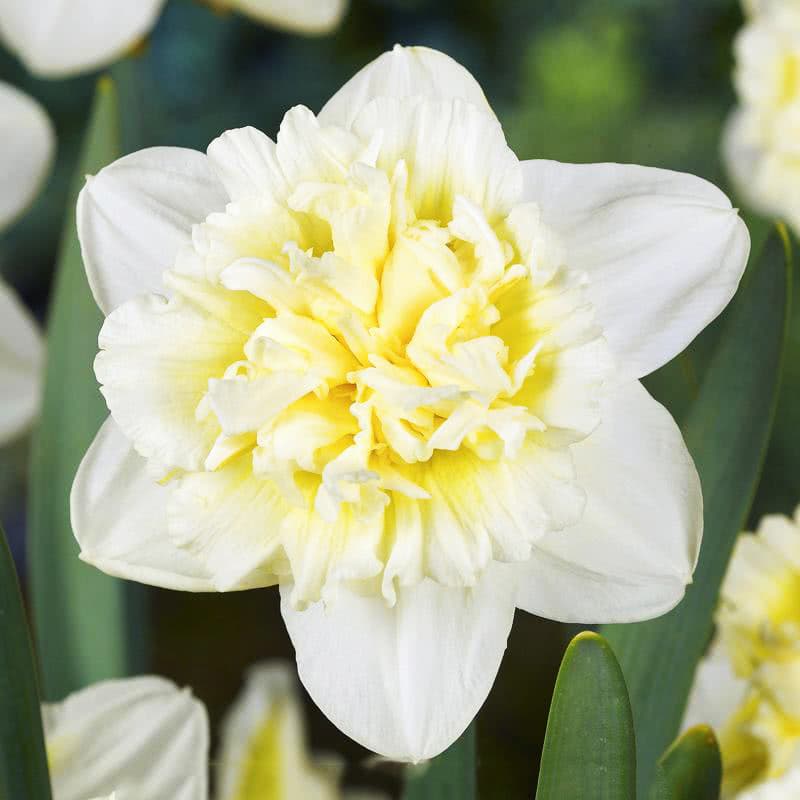 У каждого сада должен быть свой король! С этой ролью прекрасно справляется нарцисс Айс Кинг! У каждого сада должен быть свой король! С этой ролью прекрасно справляется нарцисс Айс Кинг!