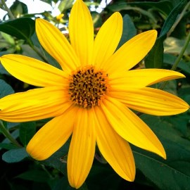 Здоровое похудение с приятным вкусом! Чай из топинамбура! Свежий урожай 2021 года! Здоровое похудение с приятным вкусом! Чай из топинамбура! Свежий урожай 2021 года!