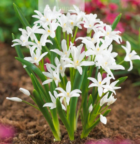 Изящное, низкорослое луковичное растение с прикорневыми листьями-цветоносами, Цветение наступает в середине апреля и длится до 21 дня, наполняя сад приятным ароматом! Изящное, низкорослое луковичное растение с прикорневыми листьями-цветоносами, Цветение наступает в середине апреля и длится до 21 дня, наполняя сад приятным ароматом!