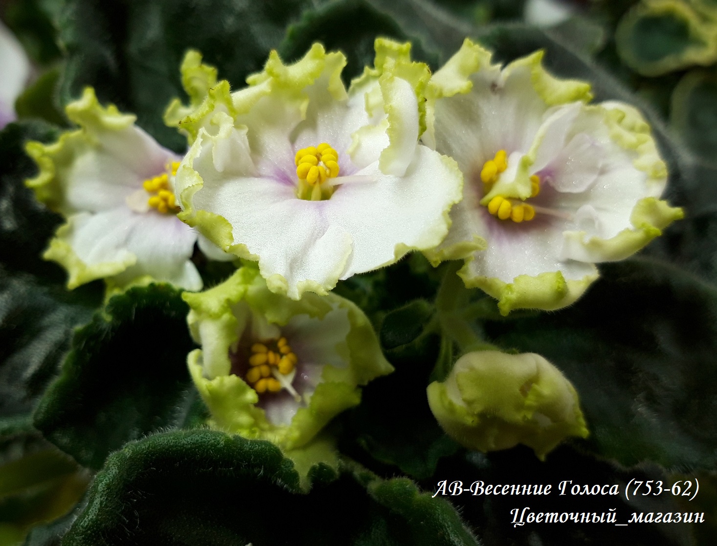 ДОБРОГО ВРЕМЕНИ СУТОК! НОВЫЙ СБОР ЗАКАЗОВ НА УЗАМБАРСКИЕ ФИАЛКИ ДОБРОГО ВРЕМЕНИ СУТОК! НОВЫЙ СБОР ЗАКАЗОВ НА УЗАМБАРСКИЕ ФИАЛКИ