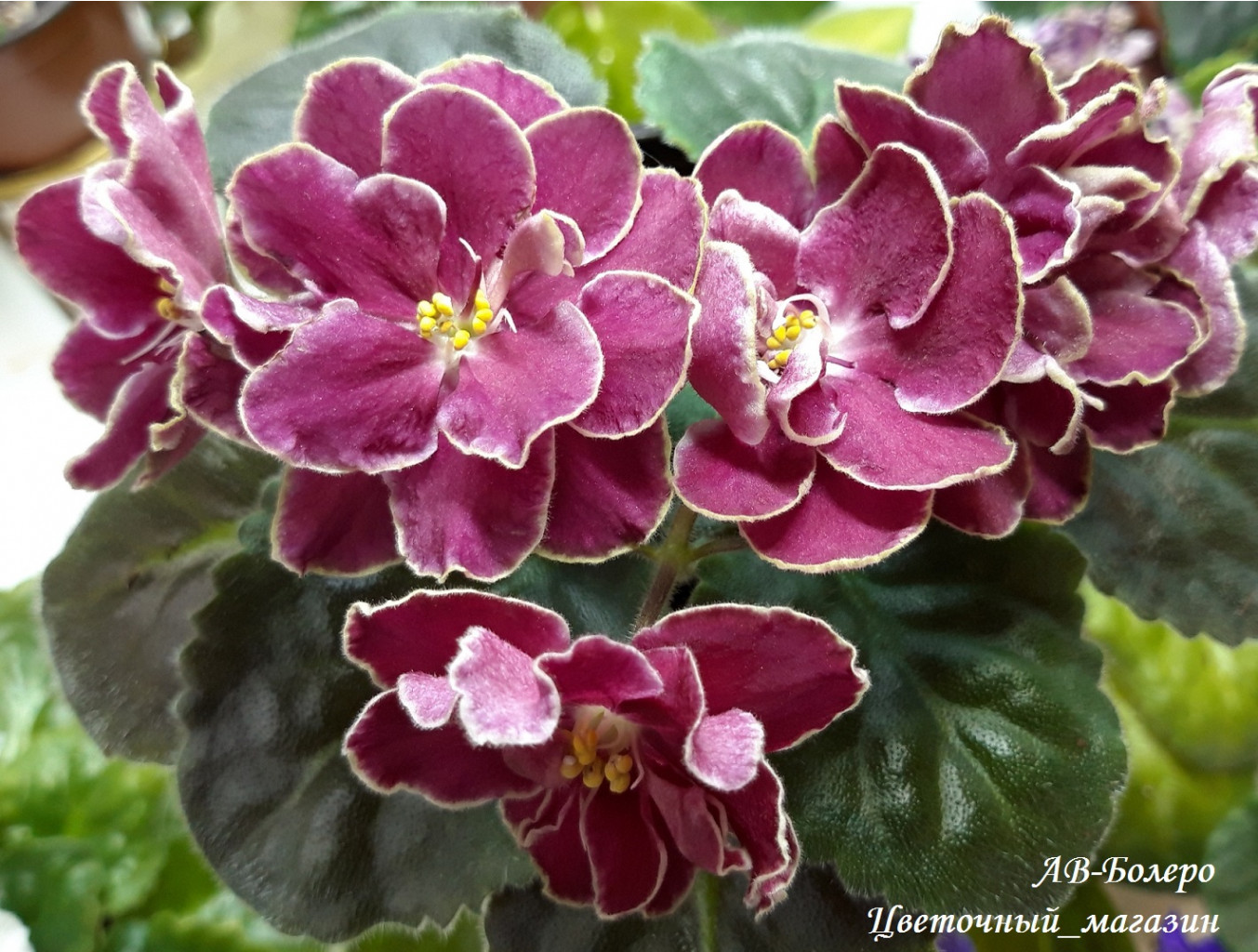 ДОБРОГО ВРЕМЕНИ СУТОК!!! НОВЫЙ СБОР ЗАКАЗОВ НА УЗАМБАРСКИЕ ФИАЛКИ ДОБРОГО ВРЕМЕНИ СУТОК!!! НОВЫЙ СБОР ЗАКАЗОВ НА УЗАМБАРСКИЕ ФИАЛКИ