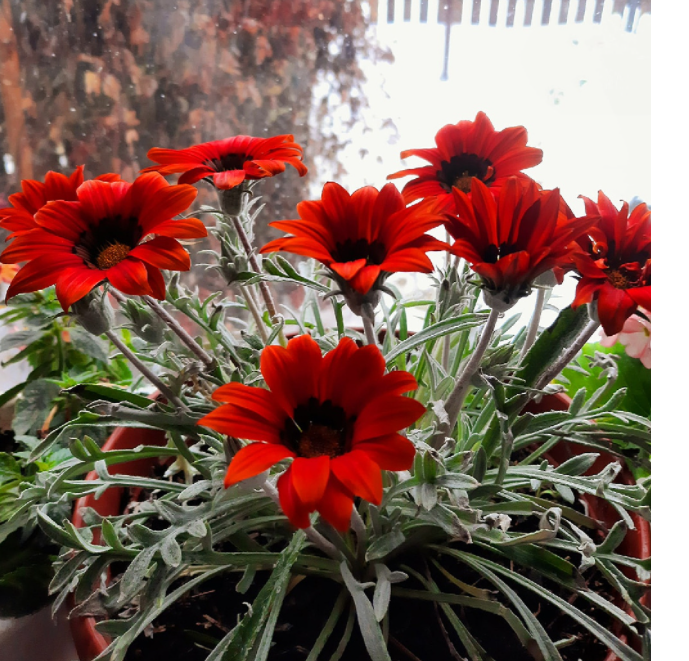 Если вы хотите, чтобы гости спрашивали, а что это такое красивое у вас на клумбе, посадите Газании. Они поражают взгляд правильностью и выверенностью линий. Если вы хотите, чтобы гости спрашивали, а что это такое красивое у вас на клумбе, посадите Газании. Они поражают взгляд правильностью и выверенностью линий.