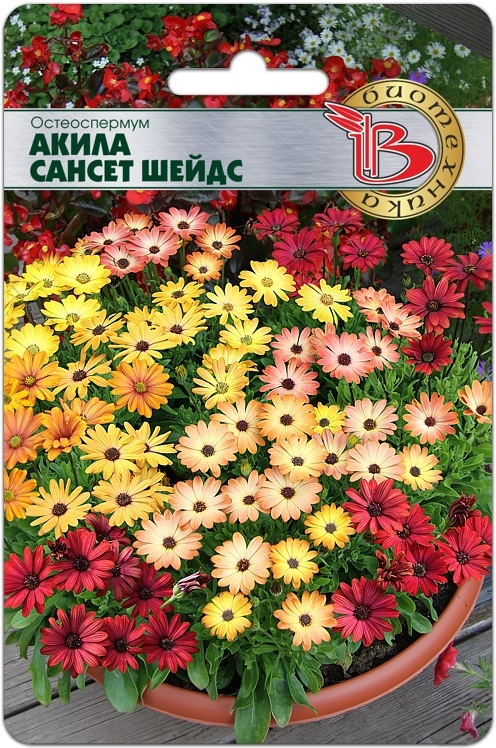 Красавчик Остеоспермум - африканская ромашка в вашем саду! Красавчик Остеоспермум - африканская ромашка в вашем саду!