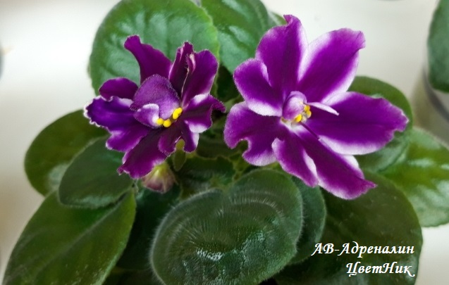 ДОБРОГО ВРЕМЕНИ СУТОК! НОВЫЙ СБОР ЗАКАЗОВ НА УЗАМБАРСКИЕ ФИАЛКИ ДОБРОГО ВРЕМЕНИ СУТОК! НОВЫЙ СБОР ЗАКАЗОВ НА УЗАМБАРСКИЕ ФИАЛКИ