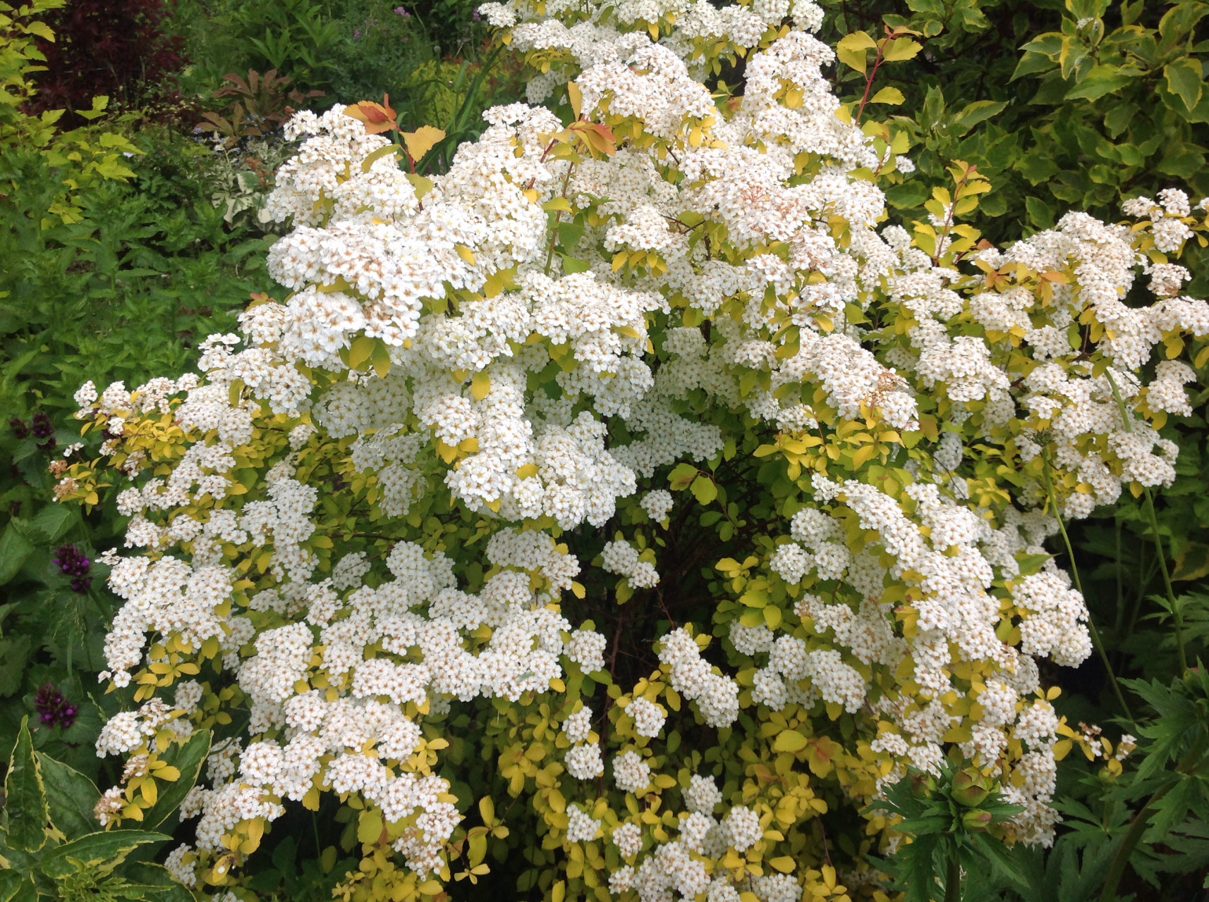 Сбор заказов. Никаких теплиц и выгонок! Всем кто хочет иметь без проблемный красивый сад. Чудесные растения по более чем демократичным ценам! Декоративные кустарники, хвойники, плодовые. Выкуп 23 Сбор заказов. Никаких теплиц и выгонок! Всем кто хочет иметь без проблемный красивый сад. Чудесные растения по более чем демократичным ценам! Декоративные кустарники, хвойники, плодовые. Выкуп 23