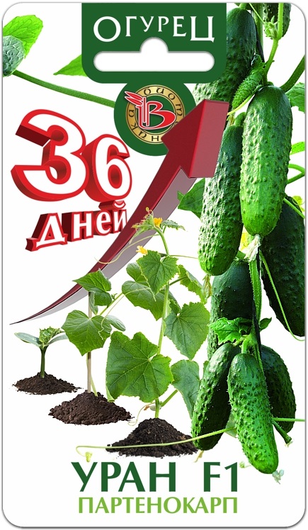 Огурец Уран F1 - сплошные плюсы! Огурец Уран F1 - сплошные плюсы!