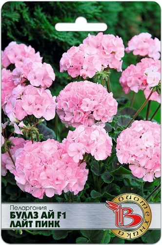 САМА НЕЖНОСТЬ! Профессиональная пеларгония с большими листьями шоколадного цвета. На их фоне эффектно смотрятся очень крупные шаровидные соцветия диаметром до 15 см различной окраски. Отличные растения для выращивания на клумбах, в вазонах, создания цвето САМА НЕЖНОСТЬ! Профессиональная пеларгония с большими листьями шоколадного цвета. На их фоне эффектно смотрятся очень крупные шаровидные соцветия диаметром до 15 см различной окраски. Отличные растения для выращивания на клумбах, в вазонах, создания цвето