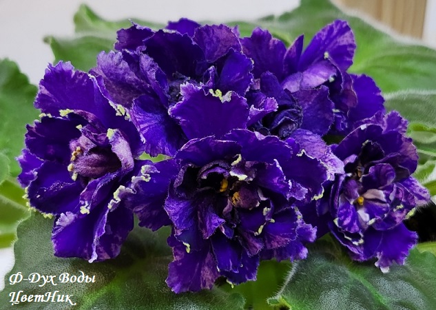 ДОБРОГО ВРЕМЕНИ СУТОК! НОВЫЙ СБОР ЗАКАЗОВ НА УЗАМБАРСКИЕ ФИАЛКИ ДОБРОГО ВРЕМЕНИ СУТОК! НОВЫЙ СБОР ЗАКАЗОВ НА УЗАМБАРСКИЕ ФИАЛКИ