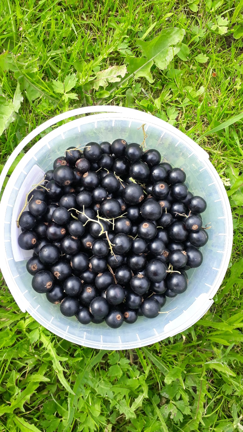 Распродажа замороженных ягодок Распродажа замороженных ягодок