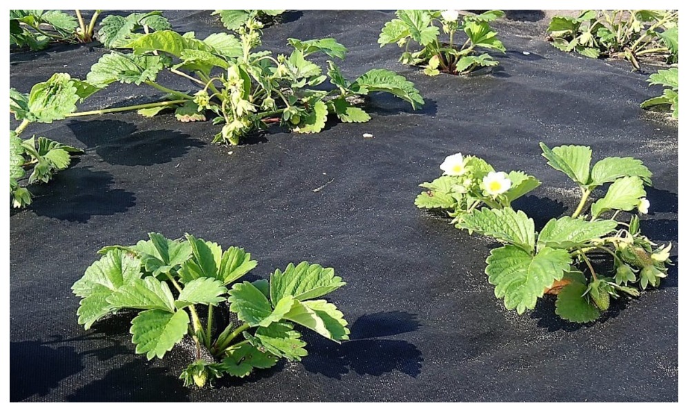 СПАНБОНД в наличии по самым выгодным ценам! СПАНБОНД в наличии по самым выгодным ценам!