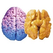 Грецкий орех очищенный один из самых полезных орехов. Акция - лучшая цена! Грецкий орех очищенный один из самых полезных орехов. Акция - лучшая цена!