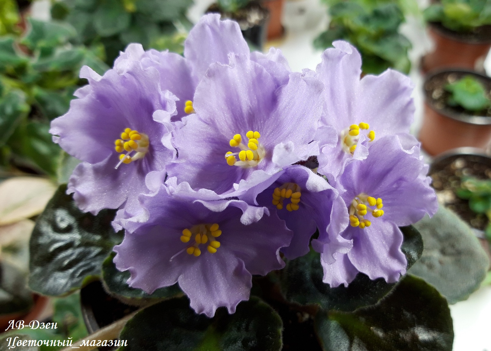 Новый сбор заказов на узамбарские фиалки Новый сбор заказов на узамбарские фиалки