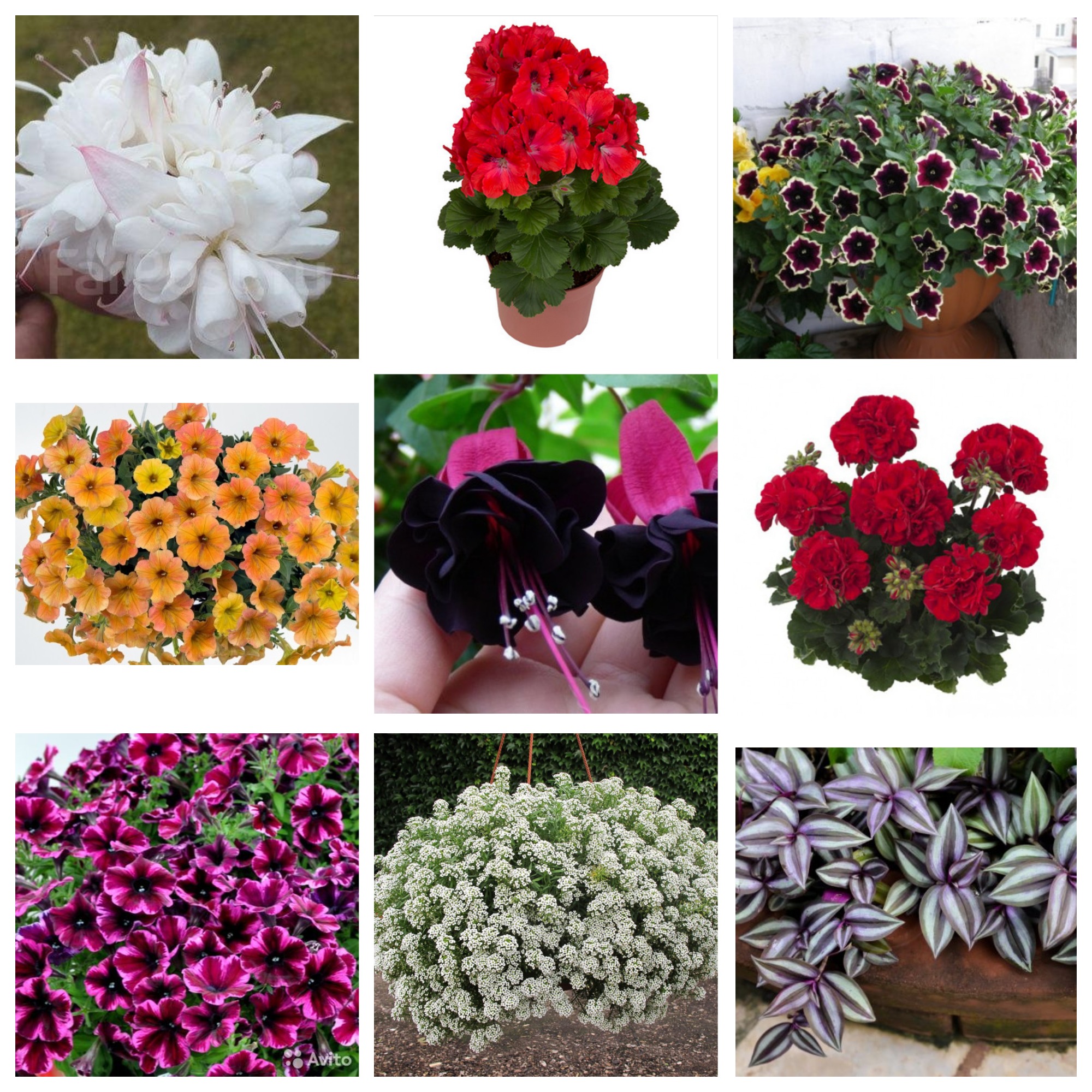 Остатки пристроя по вегетативке. Пеларгонии, петунии, фуксии, колеусы и др. Остатки пристроя по вегетативке. Пеларгонии, петунии, фуксии, колеусы и др.