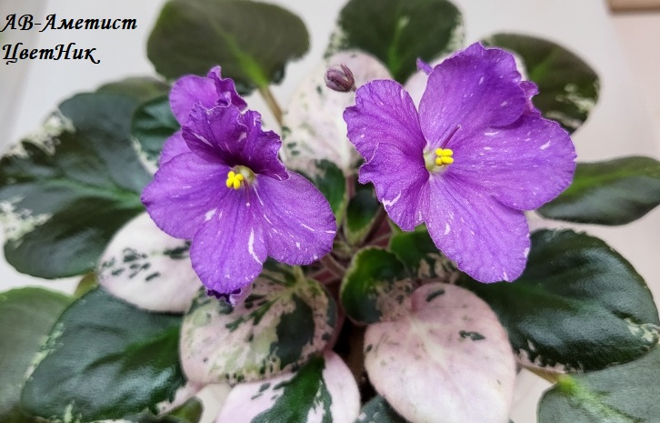 Доброго времени суток! Новый сбор заказов на узамбарские фиалки и стрептокарпусы Доброго времени суток! Новый сбор заказов на узамбарские фиалки и стрептокарпусы