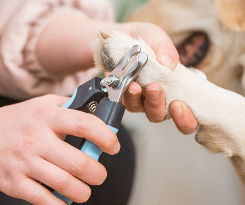 В ПРИСТРОЕ ТОВАРЫ ДЛЯ ЖИВОТНЫХ, РУЛЕТКИ, ПУХОДЕРКИ И КОГТЕРЕЗКИ! В ПРИСТРОЕ ТОВАРЫ ДЛЯ ЖИВОТНЫХ, РУЛЕТКИ, ПУХОДЕРКИ И КОГТЕРЕЗКИ!
