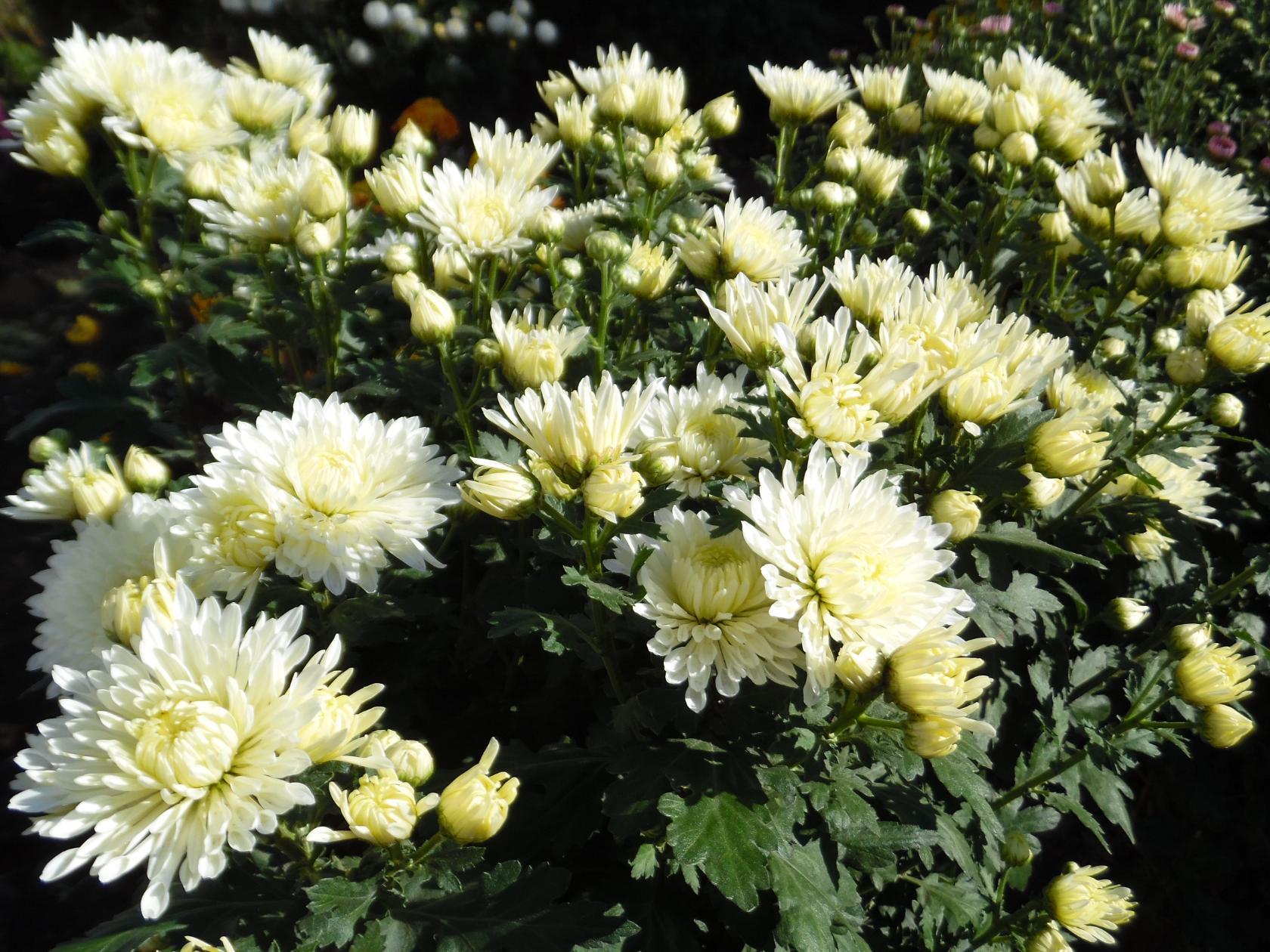 Растения садовые и домашние (пионы, усы виктории и земляники, фикус, герань, гейхеры, мята, тимьян, хост ыи многое другое) Растения садовые и домашние (пионы, усы виктории и земляники, фикус, герань, гейхеры, мята, тимьян, хост ыи многое другое)