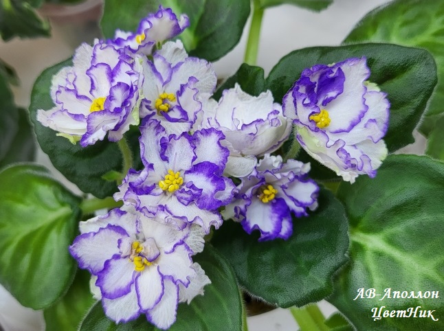 Доброго времени суток! Новый сбор заказов на узамбарские фиалки - 75 Доброго времени суток! Новый сбор заказов на узамбарские фиалки - 75