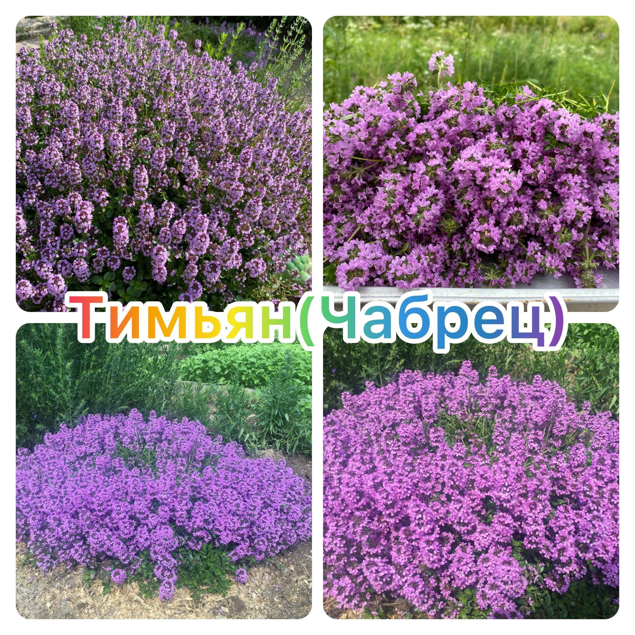 Тимьян (ЧАБРЕЦ) Тимьян (ЧАБРЕЦ)