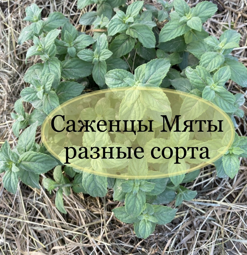 Ароматный сад! Мята разные необычные сорта! Ароматный сад! Мята разные необычные сорта!