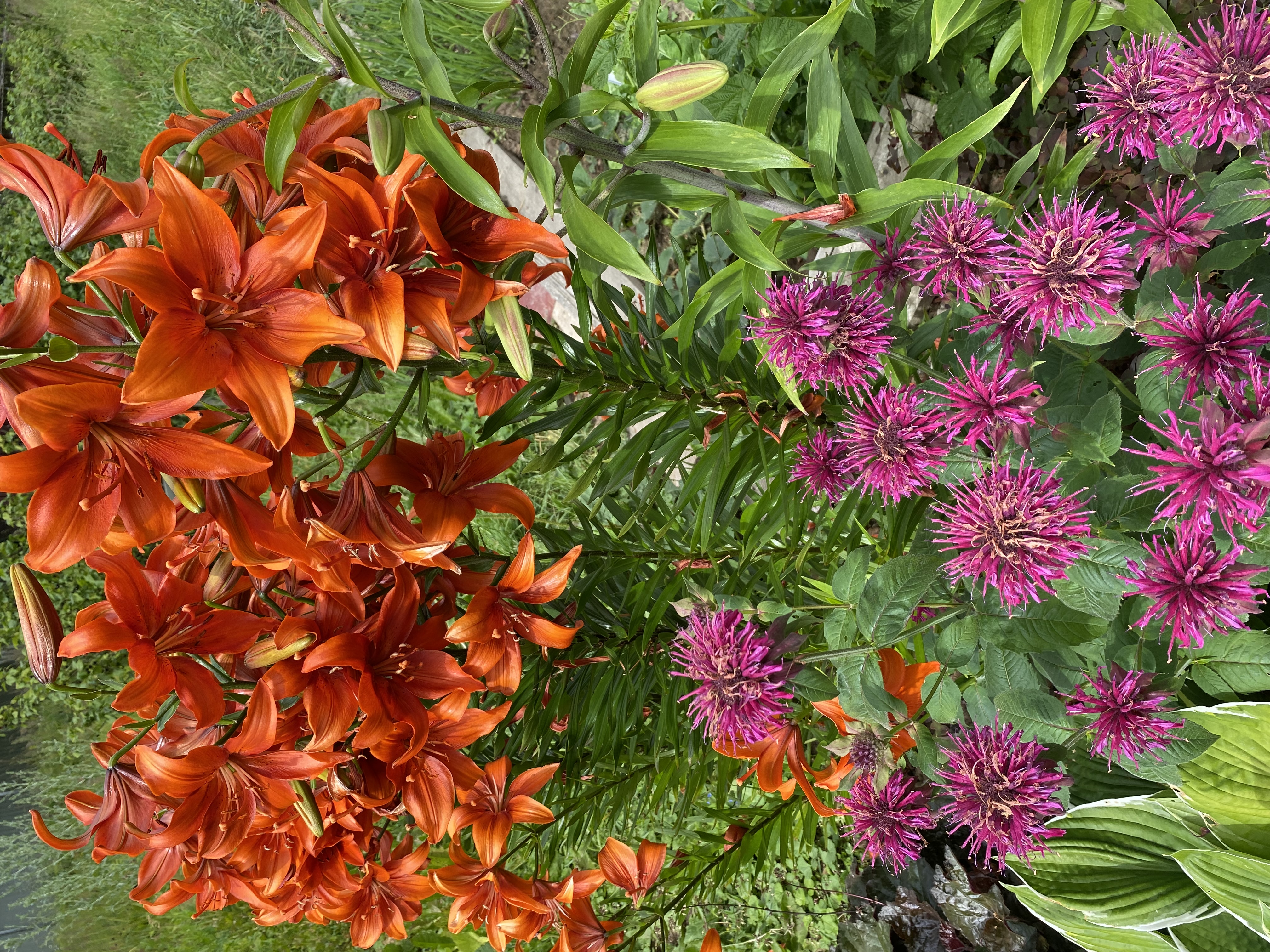 ЛИЛИЯ ЛИЛИЯ