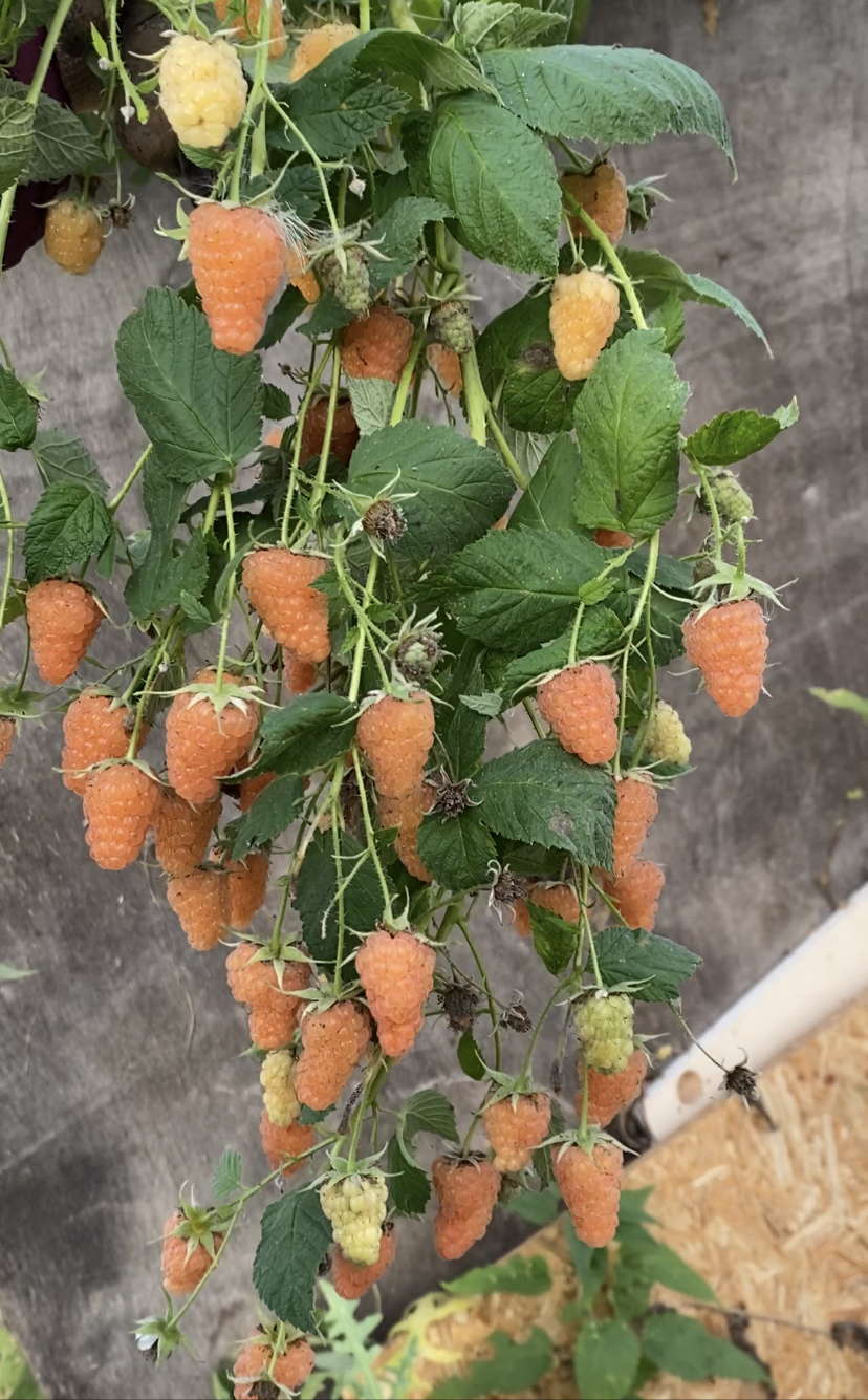 Малина ремонтантная Оранжевое чудо Малина ремонтантная Оранжевое чудо