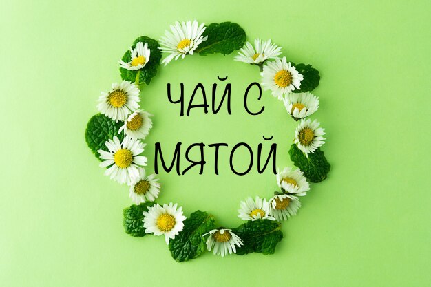 НЕОБЫЧНЫЕ СОРТА МЯТЫ НЕОБЫЧНЫЕ СОРТА МЯТЫ