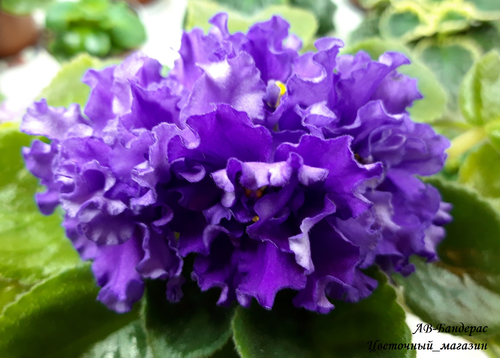 Доброго времени суток! Новый сбор заказов на узамбарские фиалки и стрептокарпусы - 78 Доброго времени суток! Новый сбор заказов на узамбарские фиалки и стрептокарпусы - 78