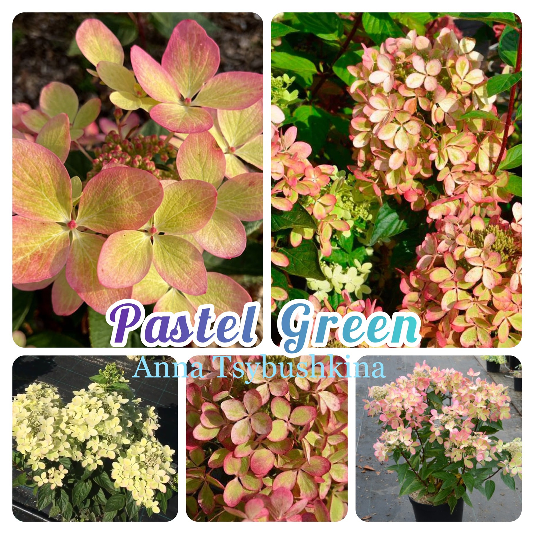 Гортензия Pastelgreen (Пастельгрин) Гортензия Pastelgreen (Пастельгрин)