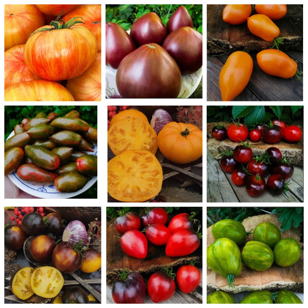 Сбор заказов до 22.02. Экзотические коллекционные редкие томаты необычной формы, невероятных расцветок и широкой палитрой непревзойденных вкусов. Цена 45 р/ 6-8 шт. Быстрая раздача. Сбор 3 Сбор заказов до 22.02. Экзотические коллекционные редкие томаты необычной формы, невероятных расцветок и широкой палитрой непревзойденных вкусов. Цена 45 р/ 6-8 шт. Быстрая раздача. Сбор 3