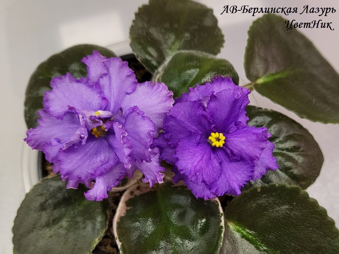 Доброго времени суток! Новый сбор заказов на узамбарские фиалки и стрептокарпусы - 81 Доброго времени суток! Новый сбор заказов на узамбарские фиалки и стрептокарпусы - 81