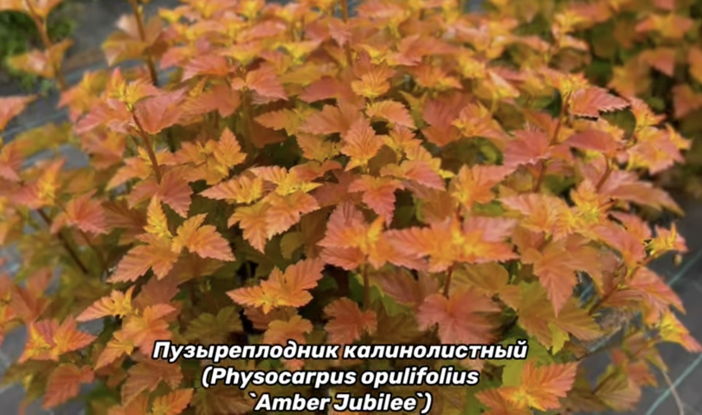 Amber Jubilee Янтарный юбилей Пузыреплодник Amber Jubilee Янтарный юбилей Пузыреплодник