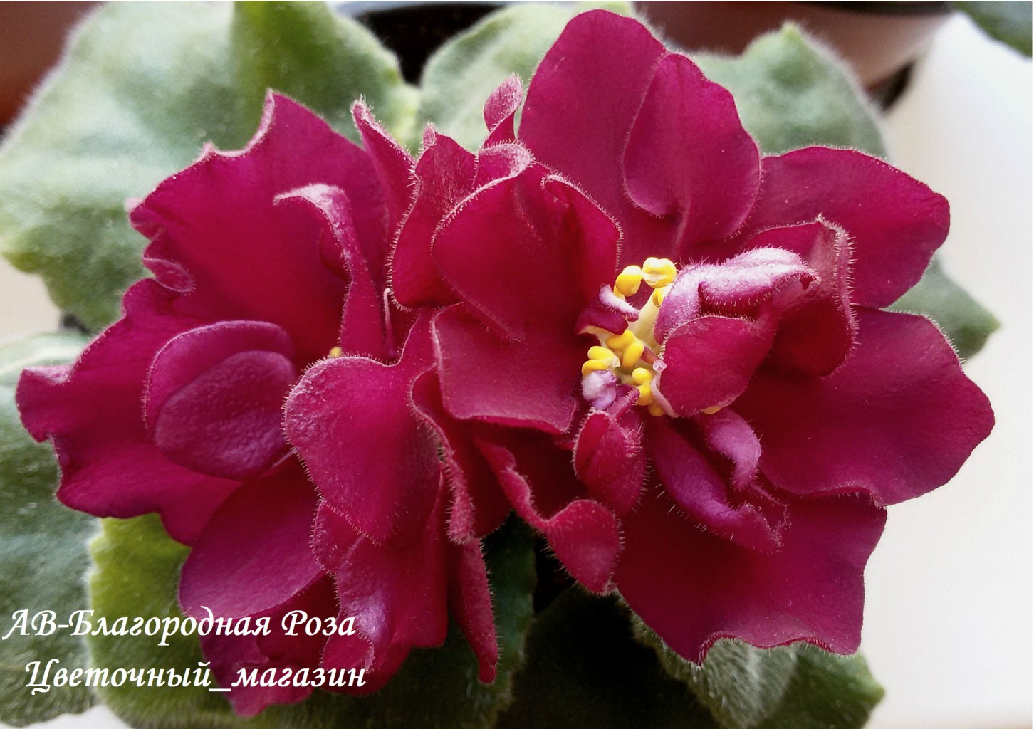 Доброго времени суток! АКЦИЯ 4+1 Новый сбор заказов на узамбарские фиалки и стрептокарпусы - 82 Доброго времени суток! АКЦИЯ 4+1 Новый сбор заказов на узамбарские фиалки и стрептокарпусы - 82