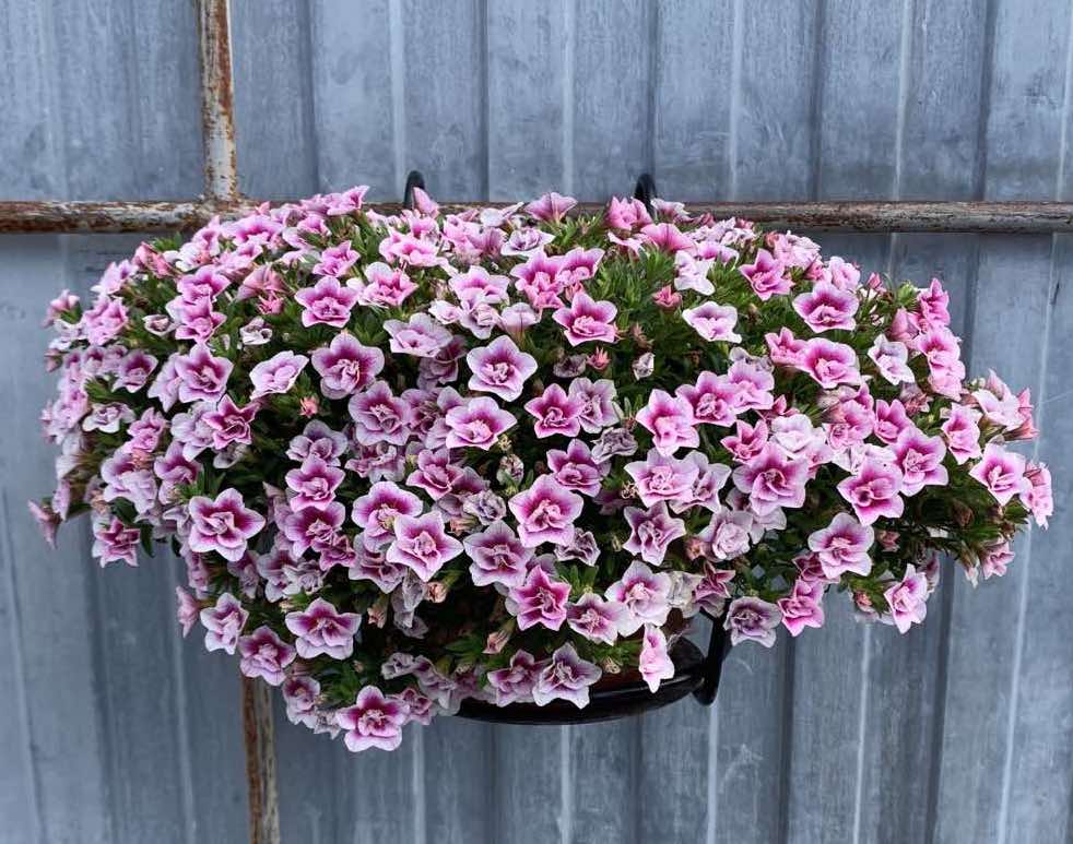 Калибрахоа Mini Famous Uno Double PinkTastic Калибрахоа Mini Famous Uno Double PinkTastic