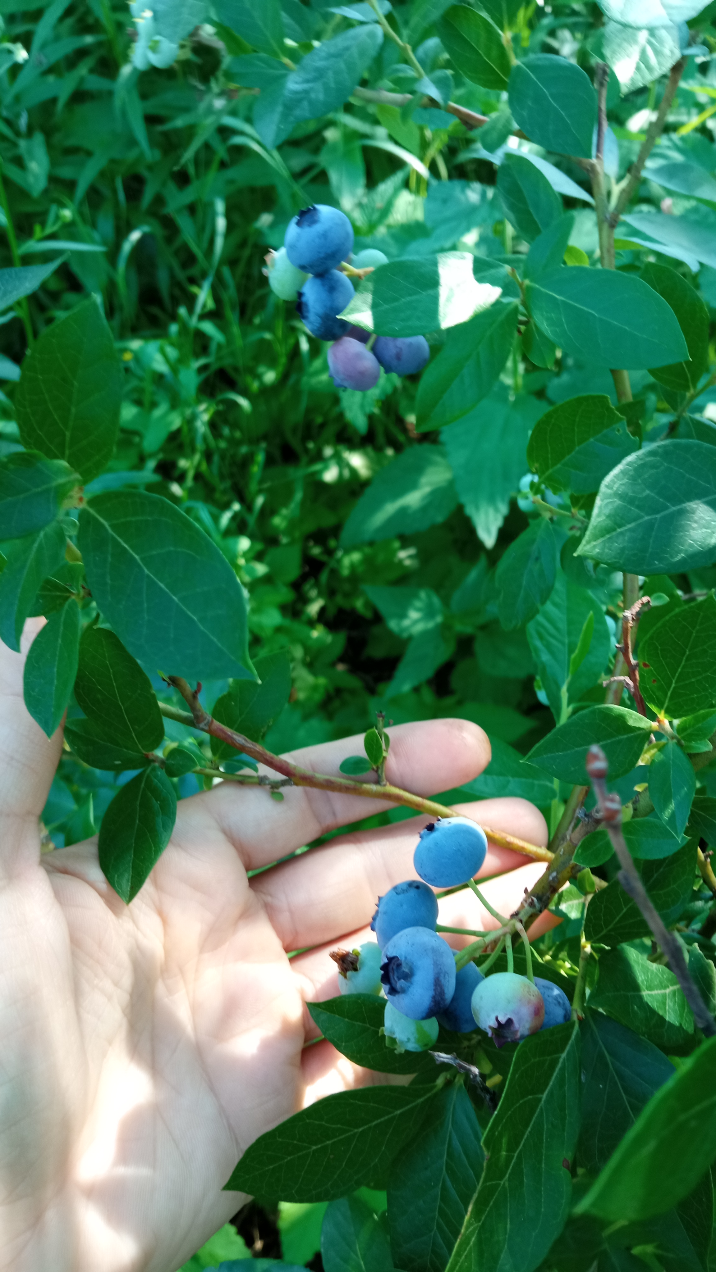 Сбор до 20.05. Мой питомник редких растений - Орехи и новинки. Сбор до 20.05. Мой питомник редких растений - Орехи и новинки.