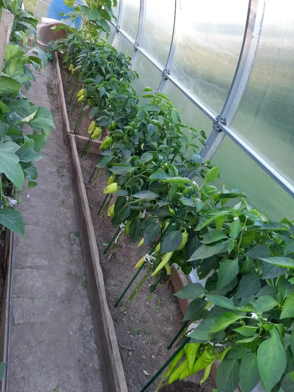 Садовые колышки-необходимый инструмент любого садовода! Они поддерживают основной стебель растения, не дают ему сломаться под весом плодов В открытом грунте опора помогает садовым культурам противостоять непогоде; дождю и ветру Садовые колышки-необходимый инструмент любого садовода! Они поддерживают основной стебель растения, не дают ему сломаться под весом плодов В открытом грунте опора помогает садовым культурам противостоять непогоде; дождю и ветру