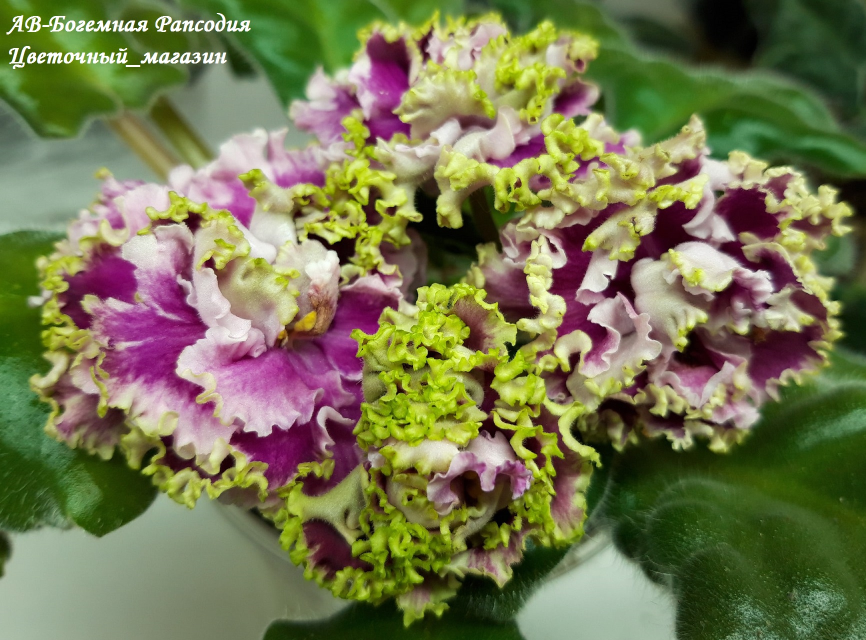 ДОБРОГО ВРЕМЕНИ СУТОК! НОВЫЙ СБОР ЗАКАЗОВ НА ФИАЛКИ И СТРЕПТОКАРПУСОВ ДОБРОГО ВРЕМЕНИ СУТОК! НОВЫЙ СБОР ЗАКАЗОВ НА ФИАЛКИ И СТРЕПТОКАРПУСОВ