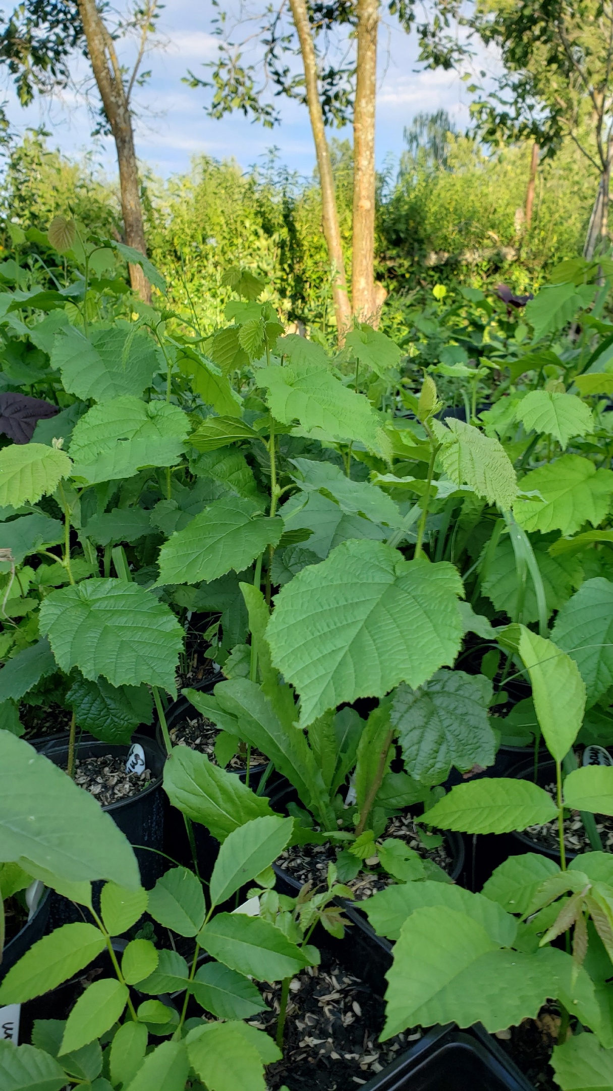 Мощный крупный Ивантеевский фундук - 360руб! Мощный крупный Ивантеевский фундук - 360руб!