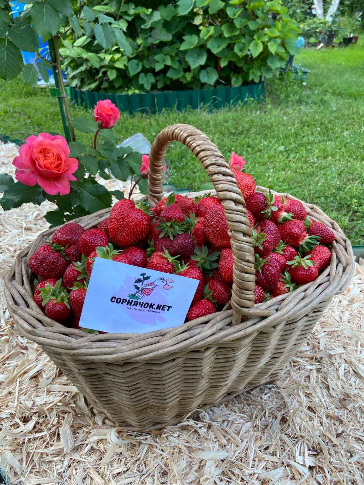 Сбор заказов до 30.07. Сорнячок 10. Земляника (клубника, виктория). Сбор заказов до 30.07. Сорнячок 10. Земляника (клубника, виктория).