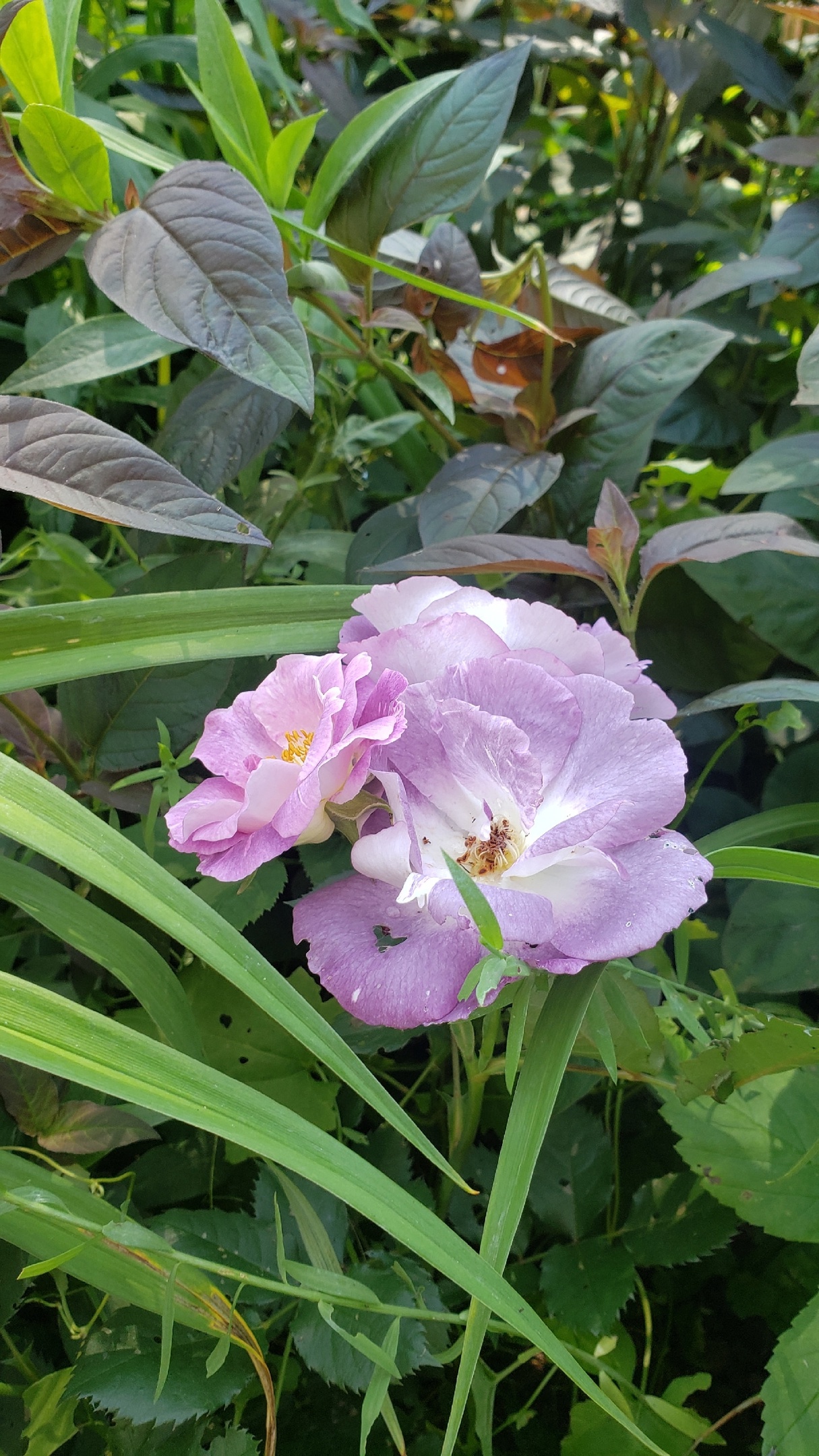 Модная роза блю фо ю - загадочная! Модная роза блю фо ю - загадочная!