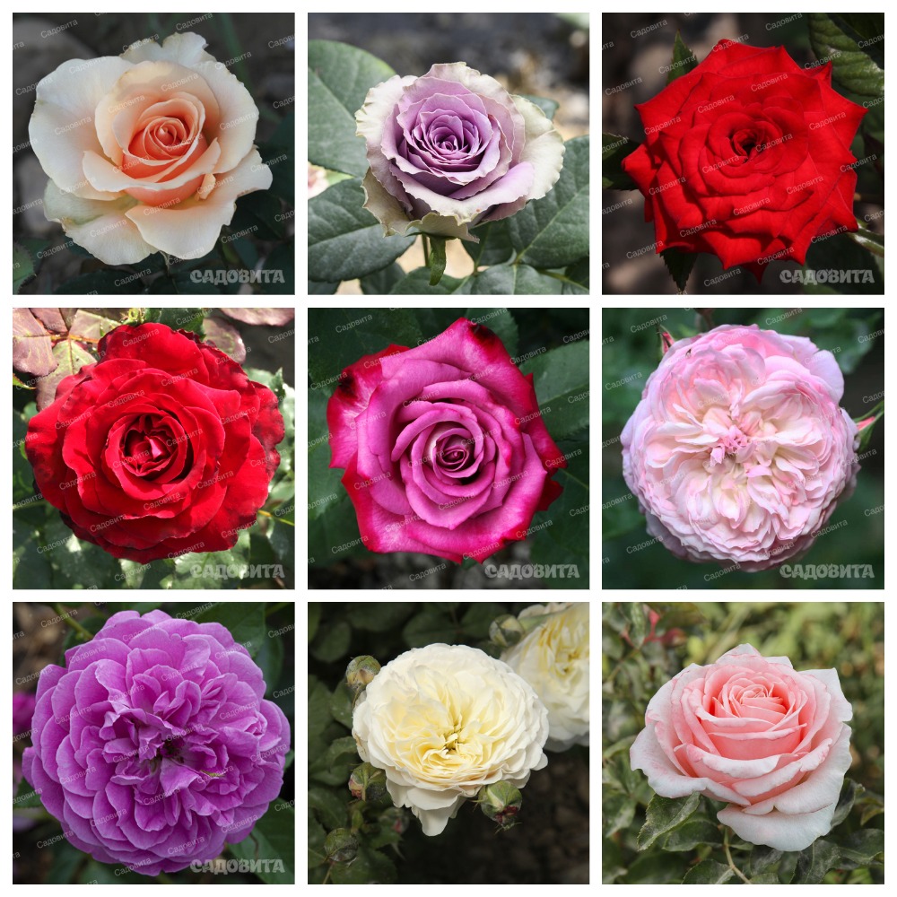 Сбор заказов до 13.08. Розы Садовита 9. Сбор заказов до 13.08. Розы Садовита 9.
