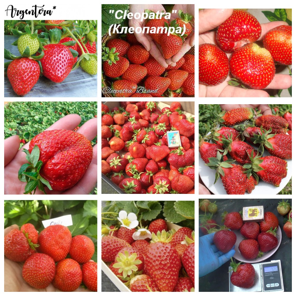 Сбор заказов. Земляника, клубника 44. Частник Арзамас. (до 20 августа). Сбор заказов. Земляника, клубника 44. Частник Арзамас. (до 20 августа).