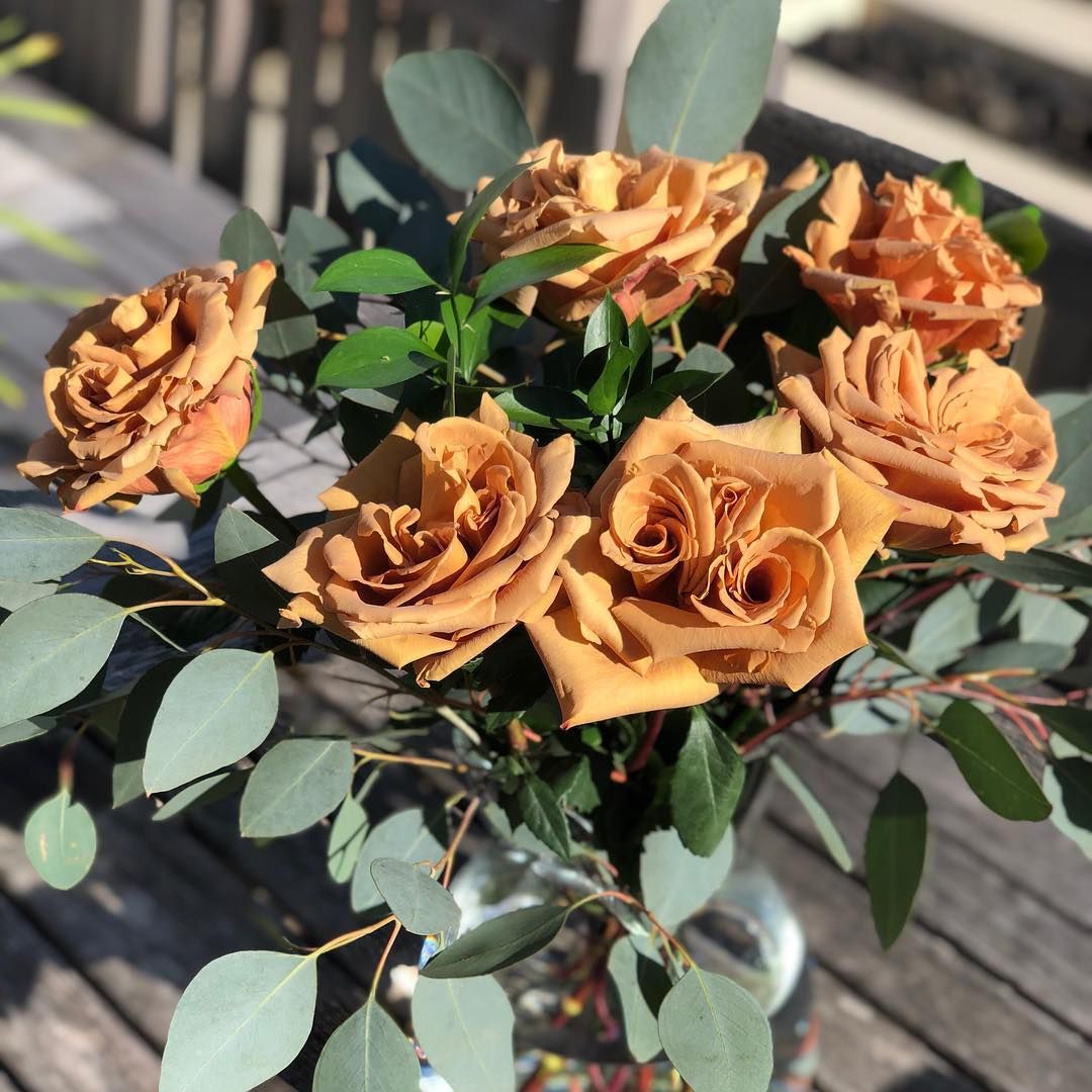 Саженцы роз, не превзойденных по выносливости, проверенной годами! Сбор на ОСЕНЬ! Саженцы роз, не превзойденных по выносливости, проверенной годами! Сбор на ОСЕНЬ!